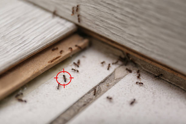Best Pest Removal Services  in Ironwood, MI